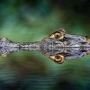 Kajman brylovy - Caiman crocodilus - Spectacled caiman 2043